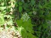 Garlic Mustard (Alliaria petiolata)