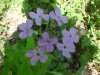Dame's Rocket; Dame's Violet; Mother-of-the-Evening (Hesperis matronalis)