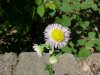 Philadelphia Fleabane (Erigeron philadelphicus)
