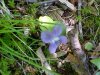 Common Blue Violet (Viola sororia)