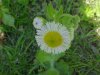 Philadelphia Fleabane (Erigeron philadelphicus)