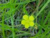 Canadian Dwarf Cinquefoil (Potentilla canadensis)
