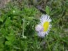 Philadelphia Fleabane (Erigeron philadelphicus)