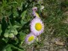 Philadelphia Fleabane (Erigeron philadelphicus)