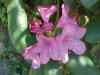 Mountain Rosebay; Catawba Rhododendron (Rhodododendron catawbiense)