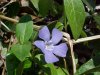 Periwinke; Myrtle (Vinca Minor)