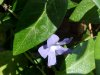 Periwinke; Myrtle (Vinca Minor)