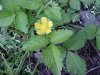 Indian Strawberry (Duchesnea  indica)