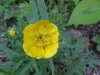 Common Buttercup (Ranunculus acris)