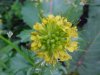 Common Wintercress (Barbarea vulgaris)