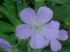 Wild Geranium; Crane's Bill (Geranium maculatum)