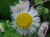 Philadelphia Fleabane (Erigeron philadelphicus)