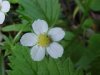 Common Strawberry (Fragaria virginiana)