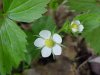 Common Strawberry (Fragaria virginiana)
