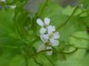 Garlic Mustard (Alliaria petiolata)
