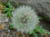 Dandelion seedhead (Taraxacum officinale)