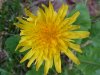Common Dandelion (Taraxacum officinale)