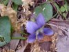 Common Blue Violet (Viola sororia)