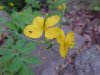 Greater Celandine; Wartweed (Chelidonium majus)
