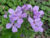 Dame's Rocket; Dame's Violet; Mother-of-the-Evening (Hesperis matronalis)