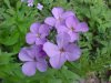 Dame's Rocket; Dame's Violet; Mother-of-the-Evening (Hesperis matronalis)