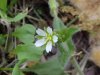 Mouse-ear Chickweed (Cerastium fontanum)