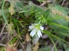 Mouse-ear Chickweed (Cerastium  fontanum)