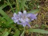European Bluebells (Hycanthinoides non-scripta)