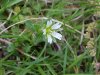 Mouse-ear Chickweed (Cerastium  fontanum)