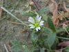Mouse-ear Chickweed (Cerastium fontanum)