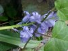 European Bluebells (Hycanthinoides non-scripta)