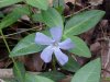 Periwinke; Myrtle (Vinca Minor)