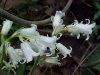 Albino European Bluebells (Hycanthinoides non-scripta)