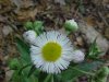 Philadelphia Fleabane (Erigeron philadelphicus)