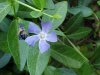 Periwinke; Myrtle (Vinca Minor)