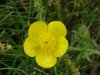 Common Buttercup (Ranunculus acris)