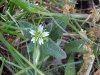 Mouse-ear Chickweed (Cerastium  fontanum)