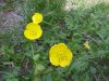 Common Buttercup (Ranunculus acris)