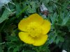 Common Buttercup (Ranunculus acris)