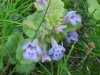 Ground Ivy; Gill-over-the-ground;  Creeping Charlie (Glechoma  hederacea)