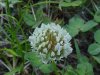 White Clover; Dutch Clover (Trifolium repens)