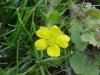 Canadian Dwarf Cinquefoil (Potentilla canadensis)