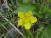 Canadian Dwarf Cinquefoil (Potentilla canadensis)