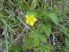 Canadian Dwarf Cinquefoil (Potentilla canadensis)