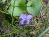 Common Blue Violet (Viola sororia)