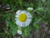 Philadelphia Fleabane (Erigeron philadelphicus)