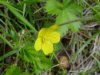 Canadian Dwarf Cinquefoil (Potentilla canadensis)