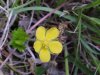 Canadian Dwarf Cinquefoil (Potentilla canadensis)