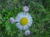 Philadelphia Fleabane (Erigeron philadelphicus)