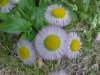 Philadelphia Fleabane (Erigeron philadelphicus)